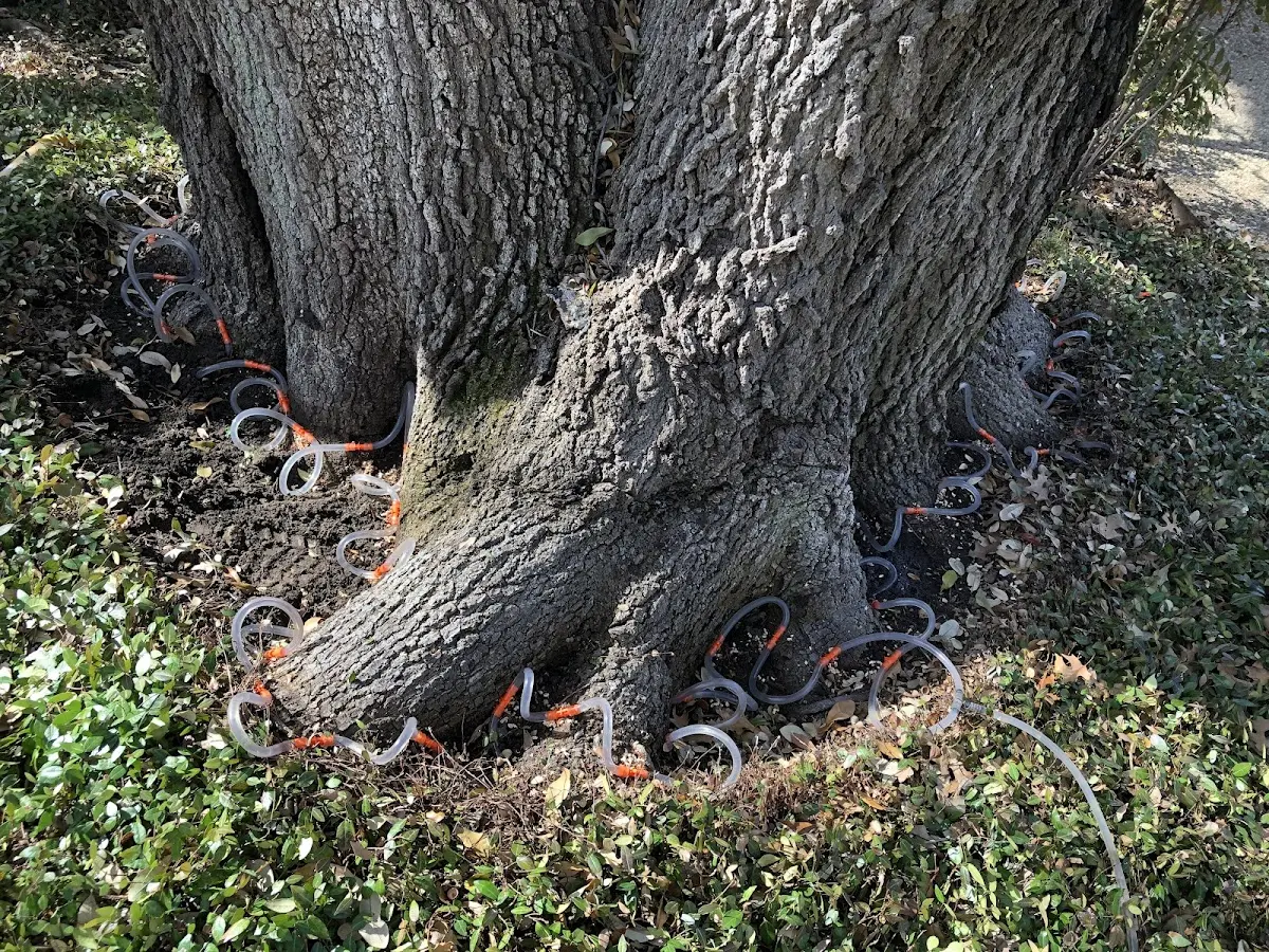 Detailed Tree Cabling and Bracing job site in Gaylordsville