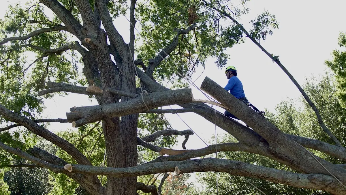 Professional Hazardous Tree Removal performed by certified arborists in Gaylordsville