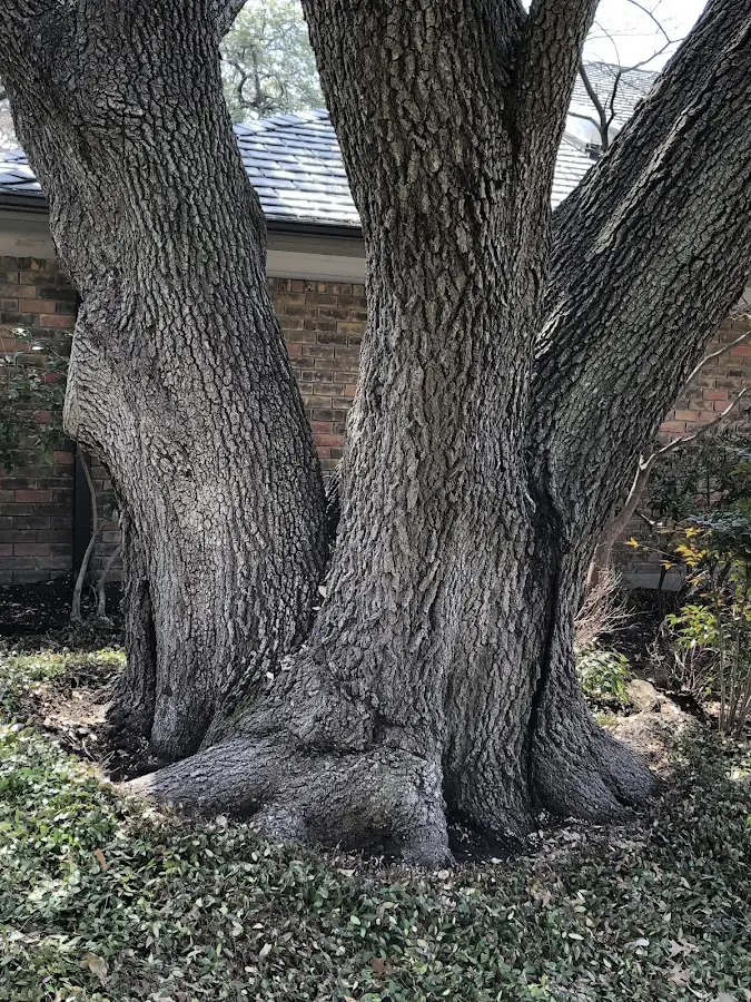 Mature heritage tree close to a Gaylordsville property cared for by certified arborists